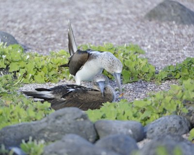 Booby, 2 Blue Footed-052617-San Cristobal Island-#0700.jpg