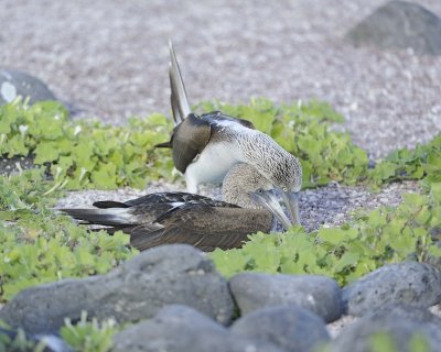 Booby, 2 Blue Footed-052617-San Cristobal Island-#0701.jpg