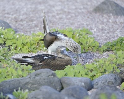 Booby, 2 Blue Footed-052617-San Cristobal Island-#0703.jpg