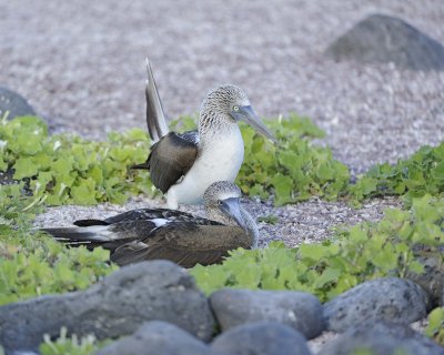 Booby, 2 Blue Footed-052617-San Cristobal Island-#0707.jpg