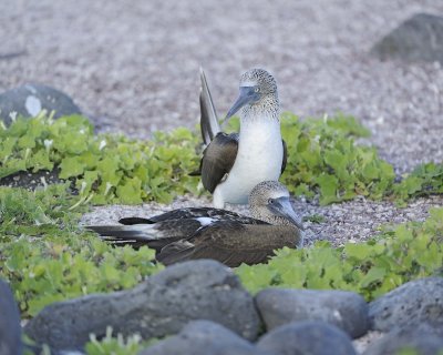 Booby, 2 Blue Footed-052617-San Cristobal Island-#0715.jpg