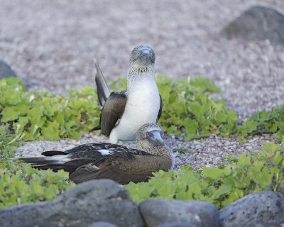 Booby, 2 Blue Footed-052617-San Cristobal Island-#0722.jpg