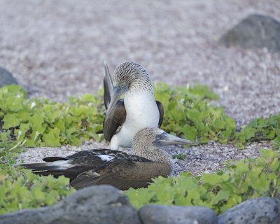 Booby, 2 Blue Footed-052617-San Cristobal Island-#0723.jpg