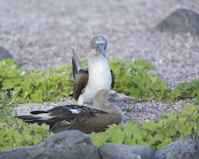Booby, 2 Blue Footed-052617-San Cristobal Island-#0724.jpg