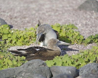 Booby, 2 Blue Footed-052617-San Cristobal Island-#0743.jpg