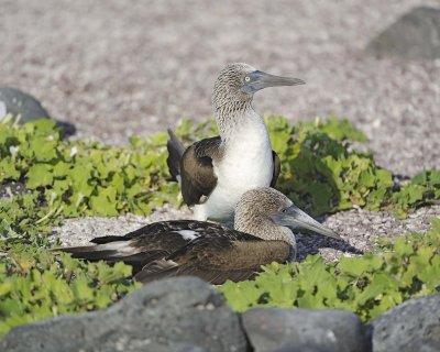 Booby, 2 Blue Footed-052617-San Cristobal Island-#0748.jpg