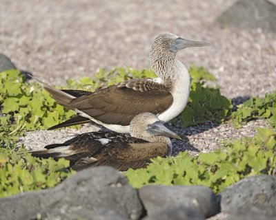 Booby, 2 Blue Footed-052617-San Cristobal Island-#0773.jpg