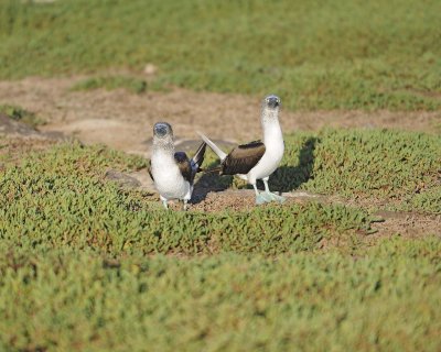 Booby, 2 Blue Footed-053017-North Seymour-#0292.jpg