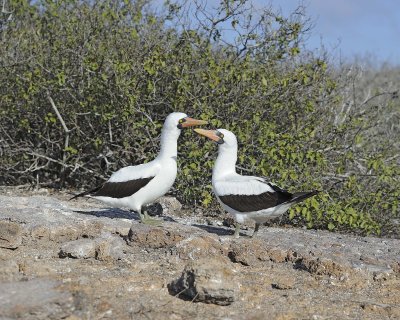 Booby, Nazca -051717-Darwin Bay, Genovesa Island-#0585.jpg