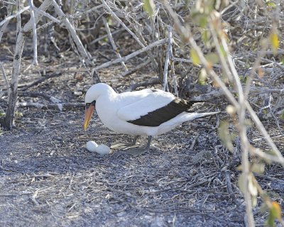 Booby, Nazca, 2 eggs-051717-Darwin Bay, Genovesa Island-#0593.jpg