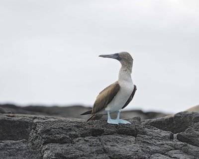 Booby, Blue Footed-052417-Floreana Island-#0452.jpg