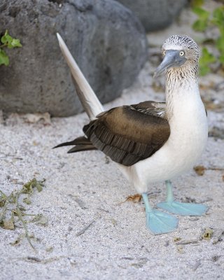 Booby, Blue Footed-052617-San Cristoba Island-#0106.jpg