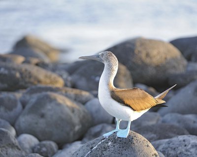 Booby, Blue Footed-052617-San Cristobal Island-#0068.jpg