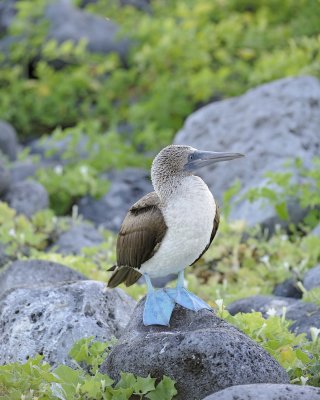 Booby, Blue Footed-052617-San Cristobal Island-#0084.jpg