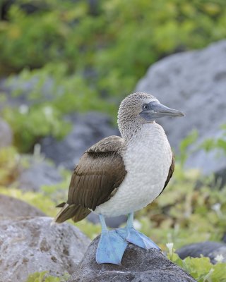 Booby, Blue Footed-052617-San Cristobal Island-#0096.jpg