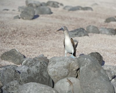 Booby, Blue Footed-052617-San Cristobal Island-#0473.jpg