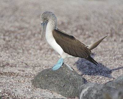 Booby, Blue Footed-052617-San Cristobal Island-#0507.jpg