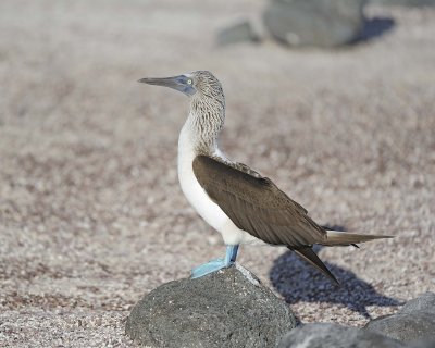 Booby, Blue Footed-052617-San Cristobal Island-#0609.jpg