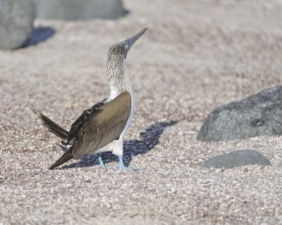 Booby, Blue Footed-052617-San Cristobal Island-#0647.jpg