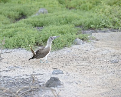 Booby, Blue Footed-053017-North Seymour-#0077.jpg