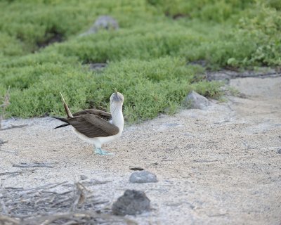 Booby, Blue Footed-053017-North Seymour-#0079.jpg