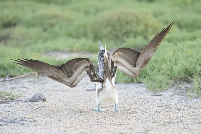 Booby, Blue Footed-053017-North Seymour-#0102.jpg