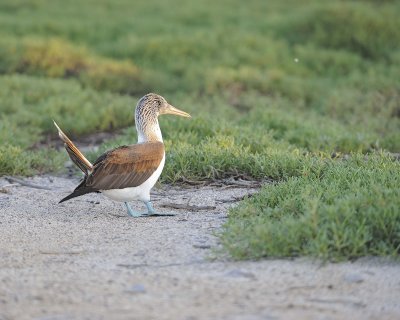 Booby, Blue Footed-053017-North Seymour-#0116.jpg