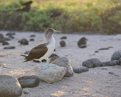 Booby, Blue Footed-053017-North Seymour-#0163.jpg