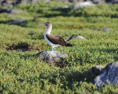 Booby, Blue Footed-053017-North Seymour-#0271.jpg