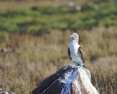 Booby, Blue Footed-053017-North Seymour-#0303.jpg