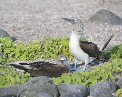 Booby, Blue-Footed 2-052517- Gardner Bay, Espanola Island-#0114.jpg