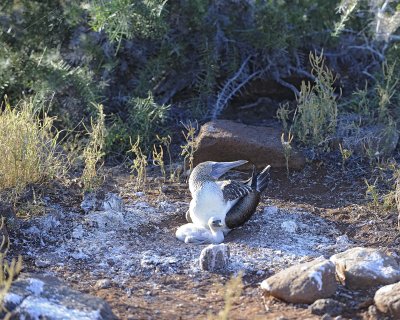 Booby, Blue-footed w Chick-053017-North Seymour-#0379.jpg