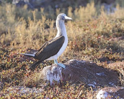 Booby, Blue-footed-053017-North Seymour-#0349.jpg