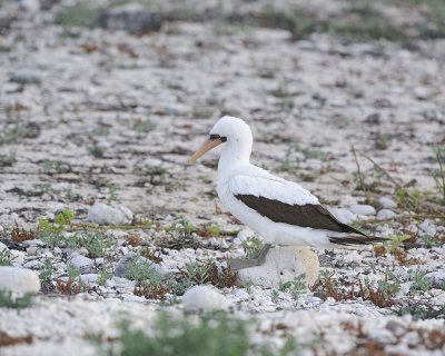 Booby, Nazca -051717-Darwin Bay, Genovesa Island-#0068.jpg