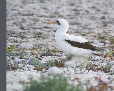 Booby, Nazca -051717-Darwin Bay, Genovesa Island-#0082.jpg