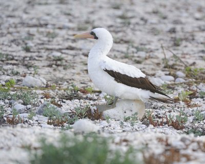 Booby, Nazca -051717-Darwin Bay, Genovesa Island-#0084.jpg