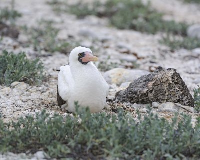 Booby, Nazca -051717-Darwin Bay, Genovesa Island-#0302.jpg