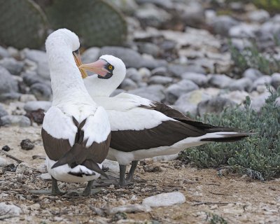 Booby, Nazca -051717-Darwin Bay, Genovesa Island-#0305.jpg