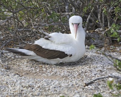 Booby, Nazca -051717-Darwin Bay, Genovesa Island-#0396.jpg