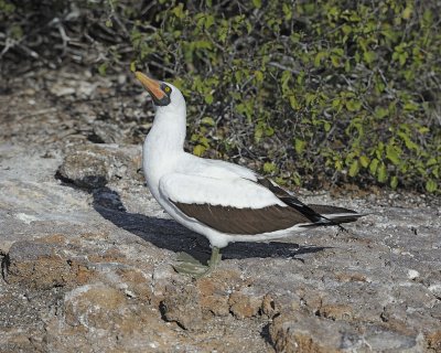 Booby, Nazca -051717-Darwin Bay, Genovesa Island-#0574.jpg
