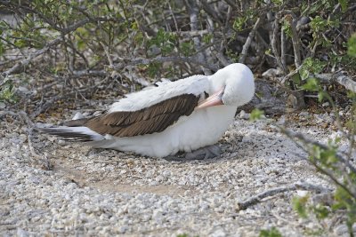 Booby, Nazca w Chick-051717-Darwin Bay, Genovesa Island-#0398.jpg