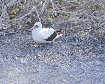 Booby, Nazca, sitting on 2 eggs-051717-Darwin Bay, Genovesa Island-#0594.jpg