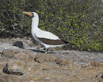 Booby, Nazca-051717-Darwin Bay, Genovesa Island-#0577.jpg