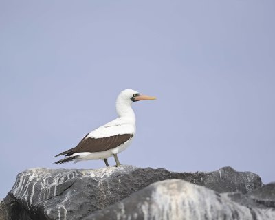 Booby, Nazca-052517- Gardner Bay, Espanola Island-#0498.jpg