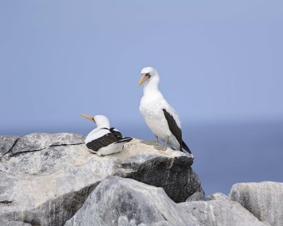 Booby, Nazca-052517- Gardner Bay, Espanola Island-#0552.jpg