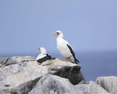 Booby, Nazca-052517- Gardner Bay, Espanola Island-#0555.jpg