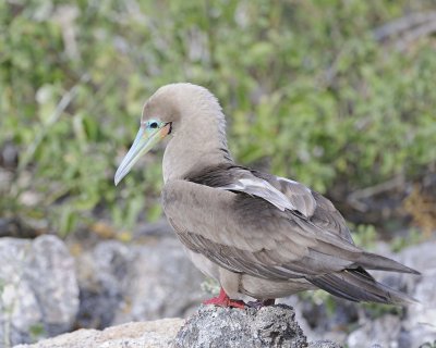 Booby, Red-Footed-051717-Darwin Bay, Genovesa Island-#0379.jpg