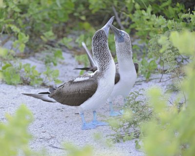 Booby,2 Blue Footed-052617-San Cristoba Island-#0188.jpg