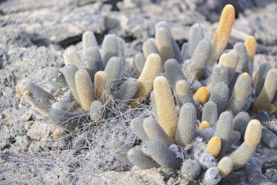 Cactus--052117-Isabella Island-#0723.jpg