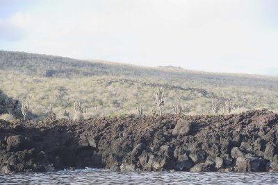 Cactus-051917-Isabela Island-#0110.jpg